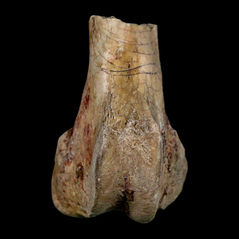 2.1" Brontothere Fossil Limb Bone Eocene Age Badlands S Dakota Titanothere COA - Fossil Age Minerals