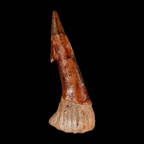 XL 3.1" Sawfish Fossil Tooth Barb Onchopristis Numidus Cretaceous Dinosaur Era COA