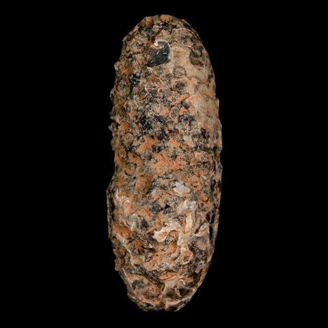 XL 2.3" Fossil Pine Cone Equicalastrobus Replaced By Agate Eocene Age Seeds Fruit - Fossil Age Minerals
