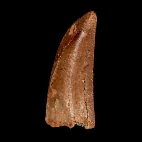 1.8" Carcharodontosaurus Fossil Tooth Cretaceous Dinosaur Morocco COA Stand