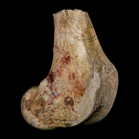 2.1" Brontothere Fossil Limb Bone Eocene Age Badlands S Dakota Titanothere COA - Fossil Age Minerals