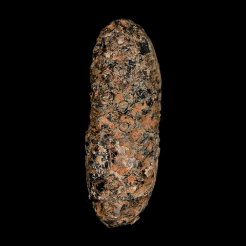 XL 2.3" Fossil Pine Cone Equicalastrobus Replaced By Agate Eocene Age Seeds Fruit - Fossil Age Minerals