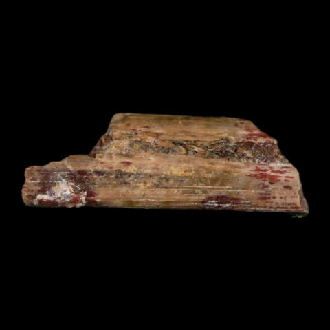 0.5" Dimetrodon Sail Spine Bone Fossil Permian Age Waurika Oklahoma COA, Display - Fossil Age Minerals