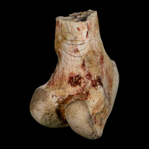 2.1" Brontothere Fossil Limb Bone Eocene Age Badlands S Dakota Titanothere COA - Fossil Age Minerals