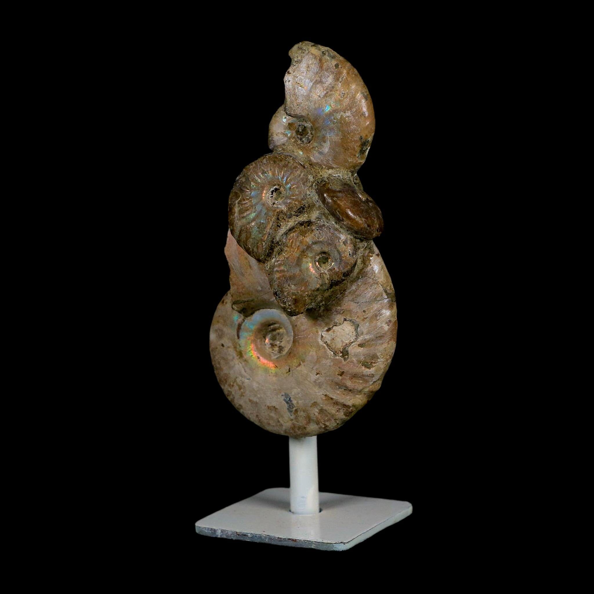 4.2" Cleoniceras Opalized Ammonites Fossil Cluster on Stand Madagascar Jurassic Age
