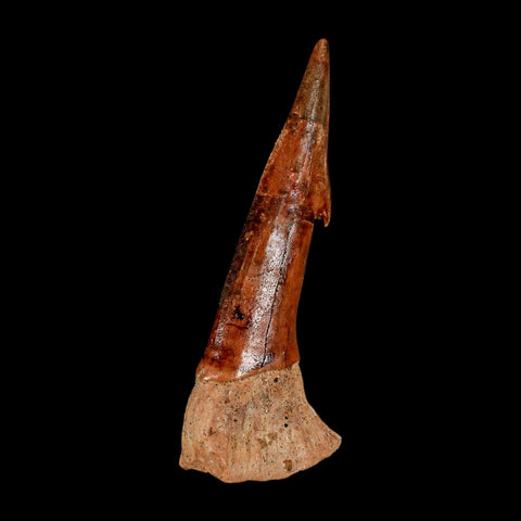 XL 3.1" Sawfish Fossil Tooth Barb Onchopristis Numidus Cretaceous Dinosaur Era COA