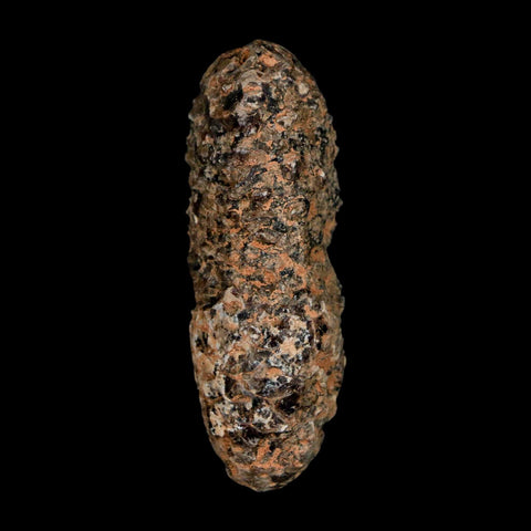 XL 2.3" Fossil Pine Cone Equicalastrobus Replaced By Agate Eocene Age Seeds Fruit - Fossil Age Minerals