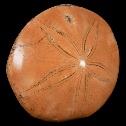 67MM Pygurus Marmonti Sea Urchin Fossil Sand Dollar Jurassic Age Madagascar - Fossil Age Minerals