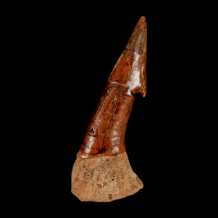 XL 3.1" Sawfish Fossil Tooth Barb Onchopristis Numidus Cretaceous Dinosaur Era COA
