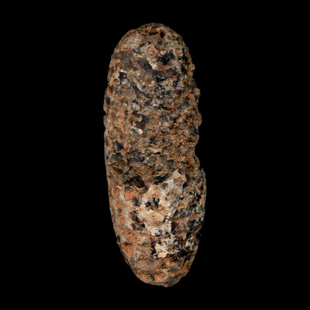 XL 2.3" Fossil Pine Cone Equicalastrobus Replaced By Agate Eocene Age Seeds Fruit