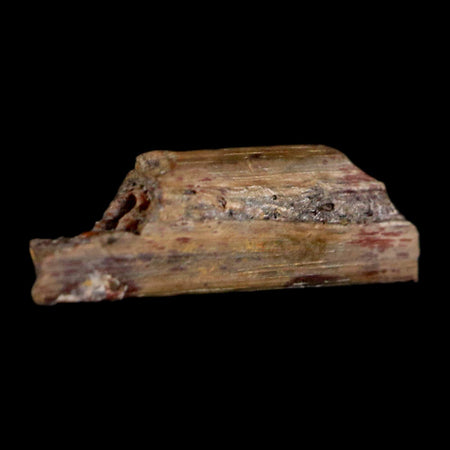0.5" Dimetrodon Sail Spine Bone Fossil Permian Age Waurika Oklahoma COA, Display