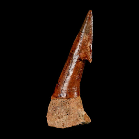 XL 3.1" Sawfish Fossil Tooth Barb Onchopristis Numidus Cretaceous Dinosaur Era COA