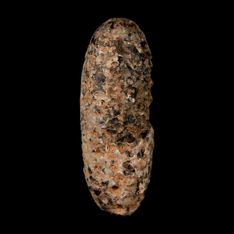 XL 2.3" Fossil Pine Cone Equicalastrobus Replaced By Agate Eocene Age Seeds Fruit - Fossil Age Minerals