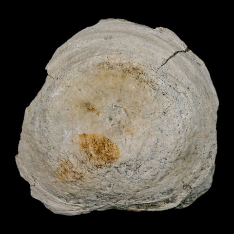 2.6" Brontothere Fossil Vertebrae Bone Eocene Age Badlands S Dakota Titanothere COA - Fossil Age Minerals