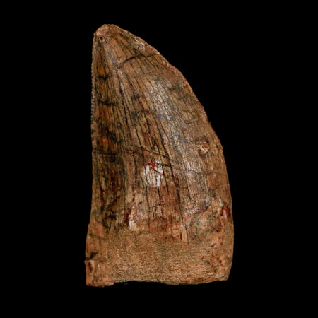 1.5" Carcharodontosaurus Fossil Tooth Cretaceous Dinosaur Morocco COA Stand