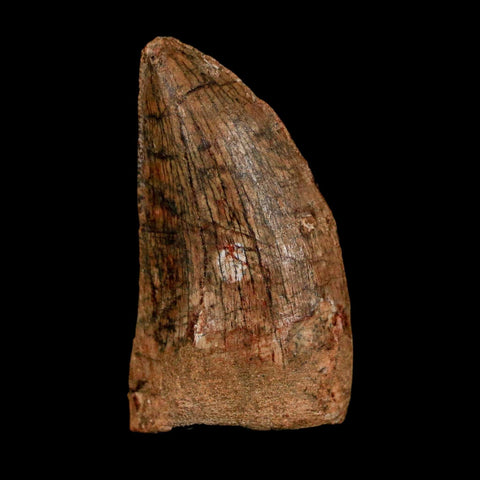 1.5" Carcharodontosaurus Fossil Tooth Cretaceous Dinosaur Morocco COA Stand