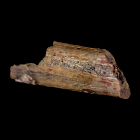 0.5" Dimetrodon Sail Spine Bone Fossil Permian Age Waurika Oklahoma COA, Display - Fossil Age Minerals