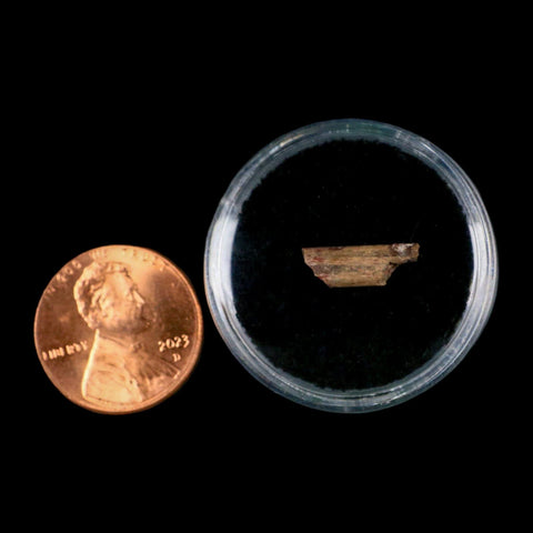 0.5" Dimetrodon Sail Spine Bone Fossil Permian Age Waurika Oklahoma COA, Display - Fossil Age Minerals