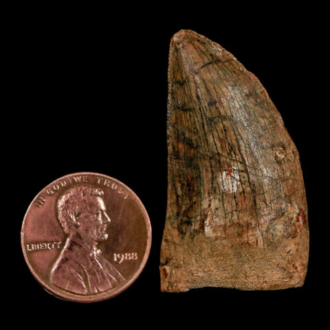 1.5" Carcharodontosaurus Fossil Tooth Cretaceous Dinosaur Morocco COA Stand