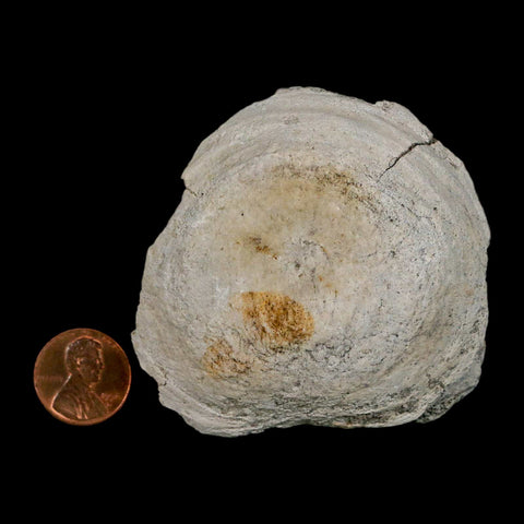 2.6" Brontothere Fossil Vertebrae Bone Eocene Age Badlands S Dakota Titanothere COA - Fossil Age Minerals