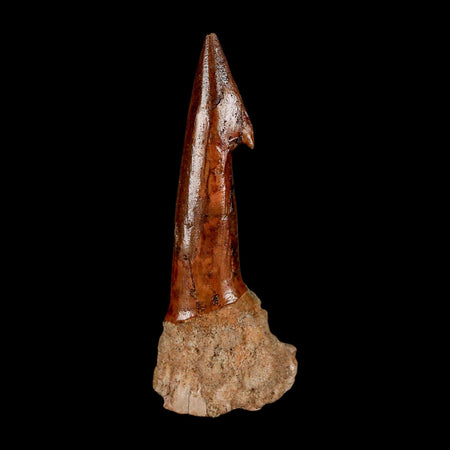 XL 2.9" Sawfish Fossil Tooth Barb Onchopristis Numidus Cretaceous Dinosaur Era COA