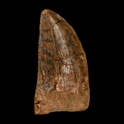 1.5" Carcharodontosaurus Fossil Tooth Cretaceous Dinosaur Morocco COA Stand