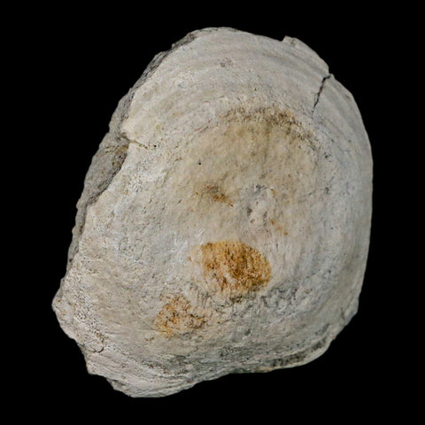 2.6" Brontothere Fossil Vertebrae Bone Eocene Age Badlands S Dakota Titanothere COA - Fossil Age Minerals