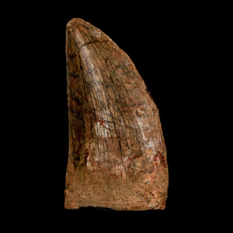 1.5" Carcharodontosaurus Fossil Tooth Cretaceous Dinosaur Morocco COA Stand