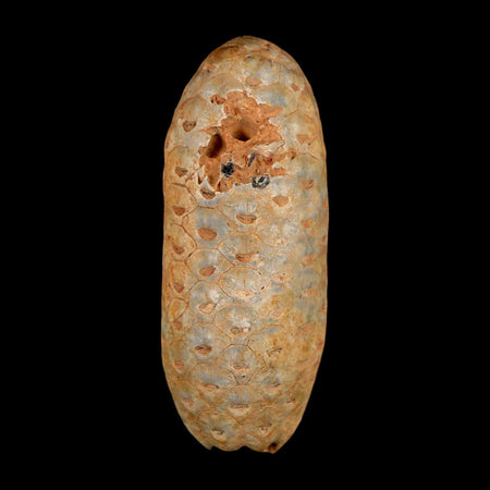 2" Fossil Pine Cone Equicalastrobus Replaced By Agate Eocene Age Seeds Fruit