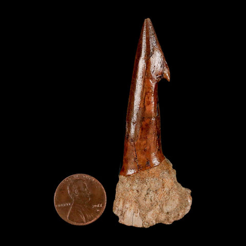 XL 2.9" Sawfish Fossil Tooth Barb Onchopristis Numidus Cretaceous Dinosaur Era COA