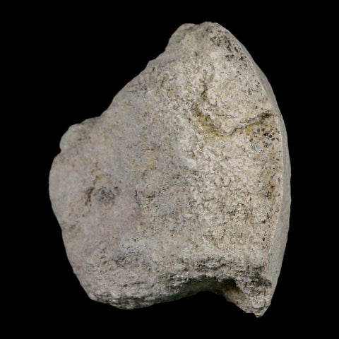2.6" Brontothere Fossil Vertebrae Bone Eocene Age Badlands S Dakota Titanothere COA - Fossil Age Minerals