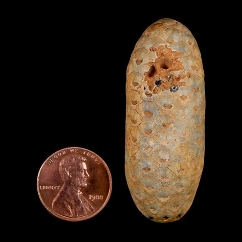 2" Fossil Pine Cone Equicalastrobus Replaced By Agate Eocene Age Seeds Fruit - Fossil Age Minerals