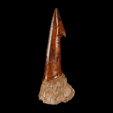 XL 2.9" Sawfish Fossil Tooth Barb Onchopristis Numidus Cretaceous Dinosaur Era COA