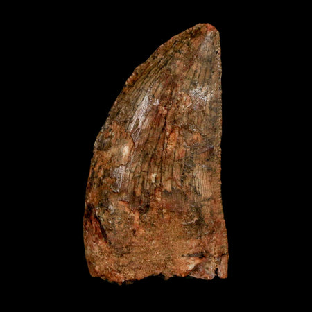 1.5" Carcharodontosaurus Fossil Tooth Cretaceous Dinosaur Morocco COA Stand