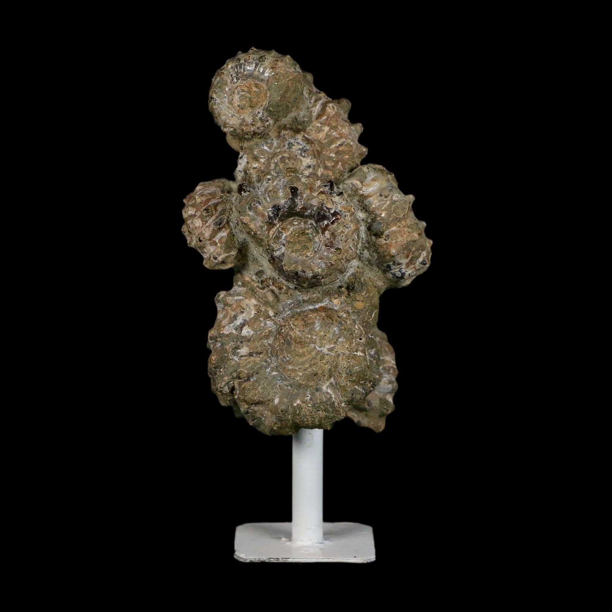 4.1" Douvilleiceras Tractor Ammonite Fossil Cluster on Stand Madagascar Jurassic Age