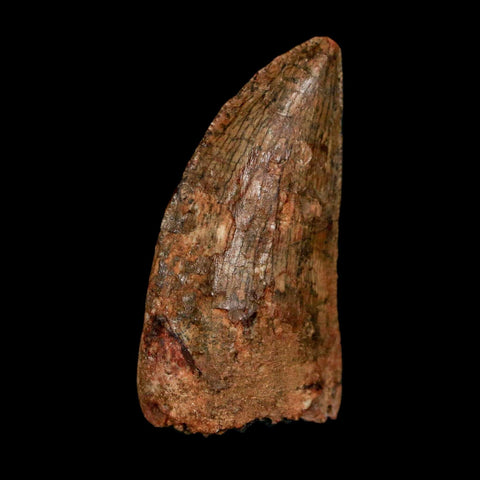 1.5" Carcharodontosaurus Fossil Tooth Cretaceous Dinosaur Morocco COA Stand