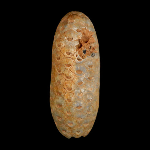 2" Fossil Pine Cone Equicalastrobus Replaced By Agate Eocene Age Seeds Fruit - Fossil Age Minerals