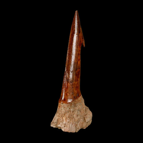 XL 2.9" Sawfish Fossil Tooth Barb Onchopristis Numidus Cretaceous Dinosaur Era COA