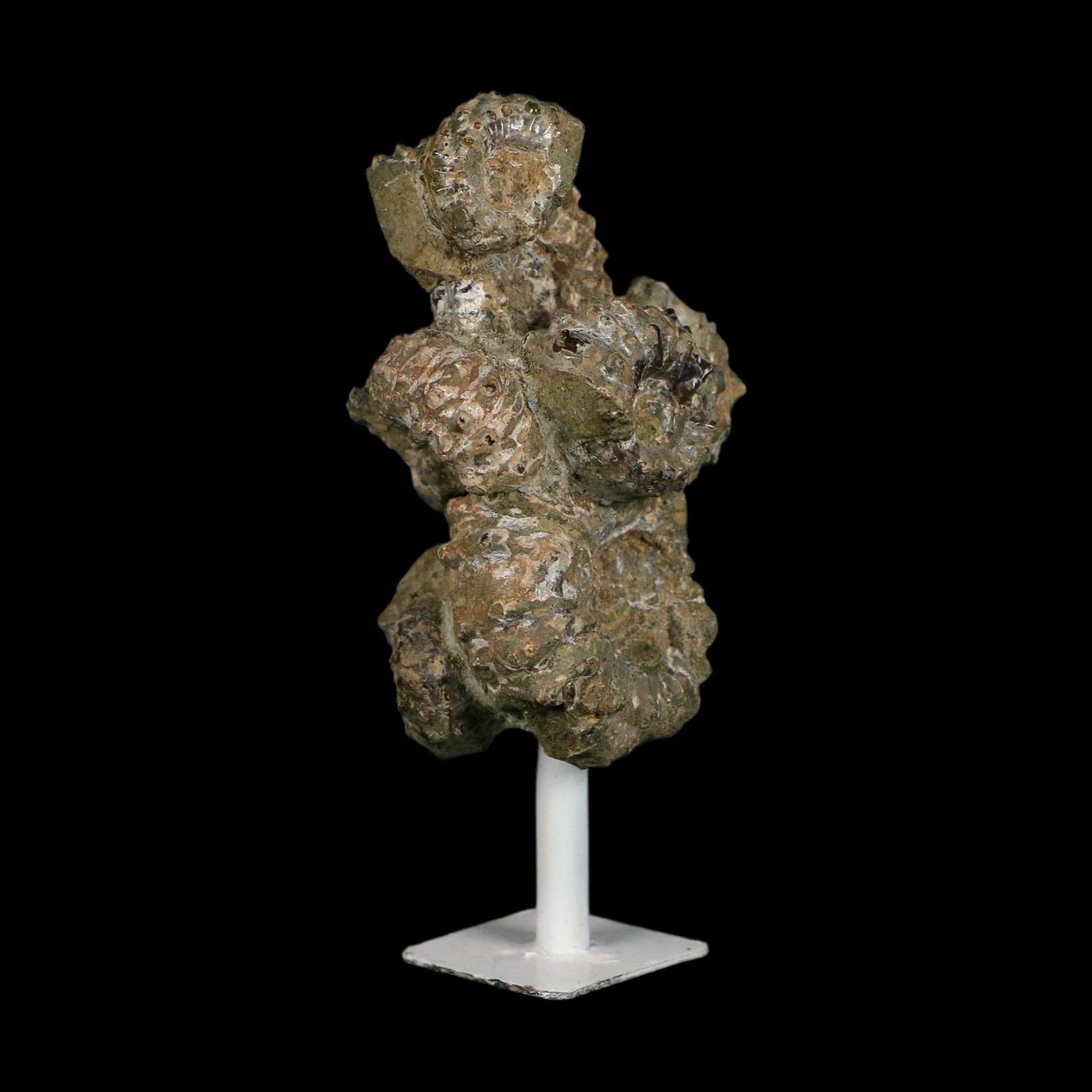 4.1" Douvilleiceras Tractor Ammonite Fossil Cluster on Stand Madagascar Jurassic Age
