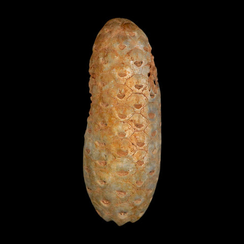 2" Fossil Pine Cone Equicalastrobus Replaced By Agate Eocene Age Seeds Fruit - Fossil Age Minerals