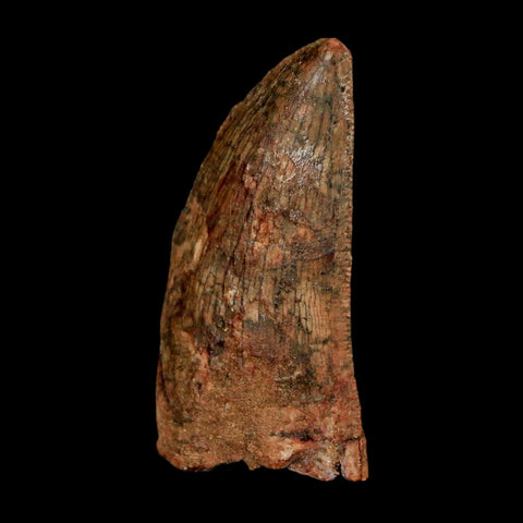 1.5" Carcharodontosaurus Fossil Tooth Cretaceous Dinosaur Morocco COA Stand