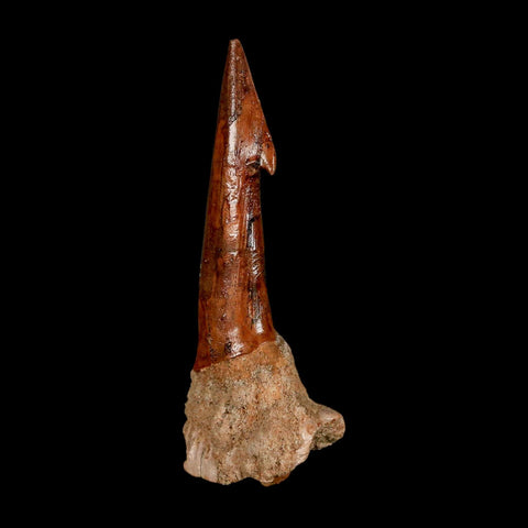 XL 2.9" Sawfish Fossil Tooth Barb Onchopristis Numidus Cretaceous Dinosaur Era COA