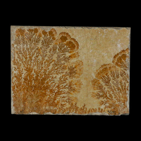 3.1" Pyrolusite Dendritic Sandstone Solnhofen Upper Jurassic Age West Germany - Fossil Age Minerals