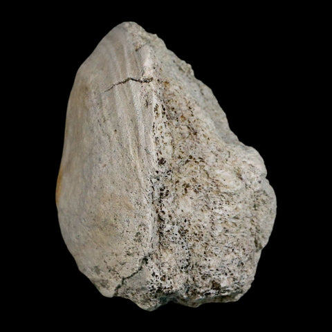 2.6" Brontothere Fossil Vertebrae Bone Eocene Age Badlands S Dakota Titanothere COA - Fossil Age Minerals