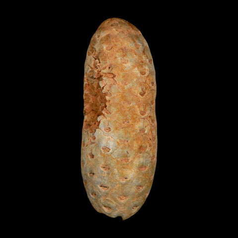 2" Fossil Pine Cone Equicalastrobus Replaced By Agate Eocene Age Seeds Fruit - Fossil Age Minerals