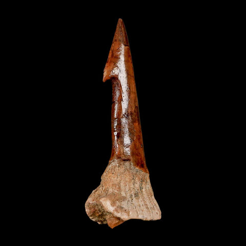 XL 2.9" Sawfish Fossil Tooth Barb Onchopristis Numidus Cretaceous Dinosaur Era COA