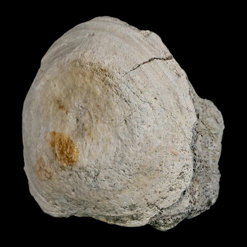 2.6" Brontothere Fossil Vertebrae Bone Eocene Age Badlands S Dakota Titanothere COA - Fossil Age Minerals