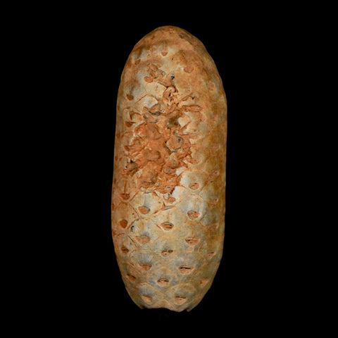 2" Fossil Pine Cone Equicalastrobus Replaced By Agate Eocene Age Seeds Fruit - Fossil Age Minerals