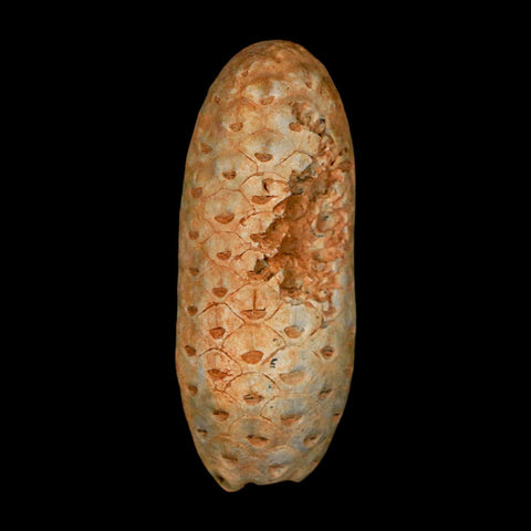 2" Fossil Pine Cone Equicalastrobus Replaced By Agate Eocene Age Seeds Fruit - Fossil Age Minerals