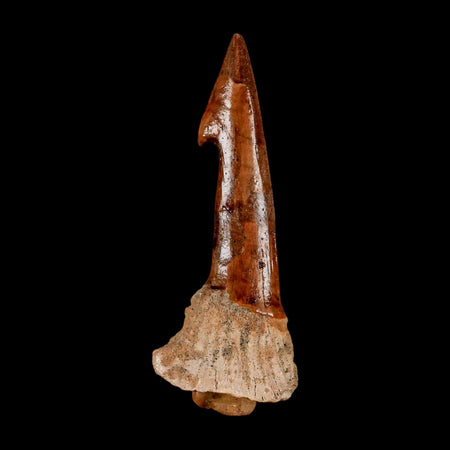 XL 2.9" Sawfish Fossil Tooth Barb Onchopristis Numidus Cretaceous Dinosaur Era COA